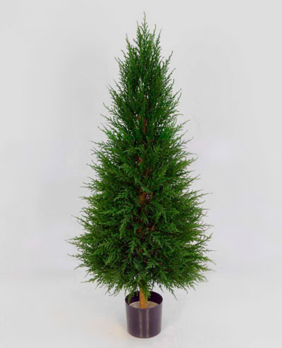 1141-080 Cupressus 80cm, 1141-100 Cupressus 100cm, 1141-140 Cupressus  140cm, 1141-170 Cupressus 170cm
